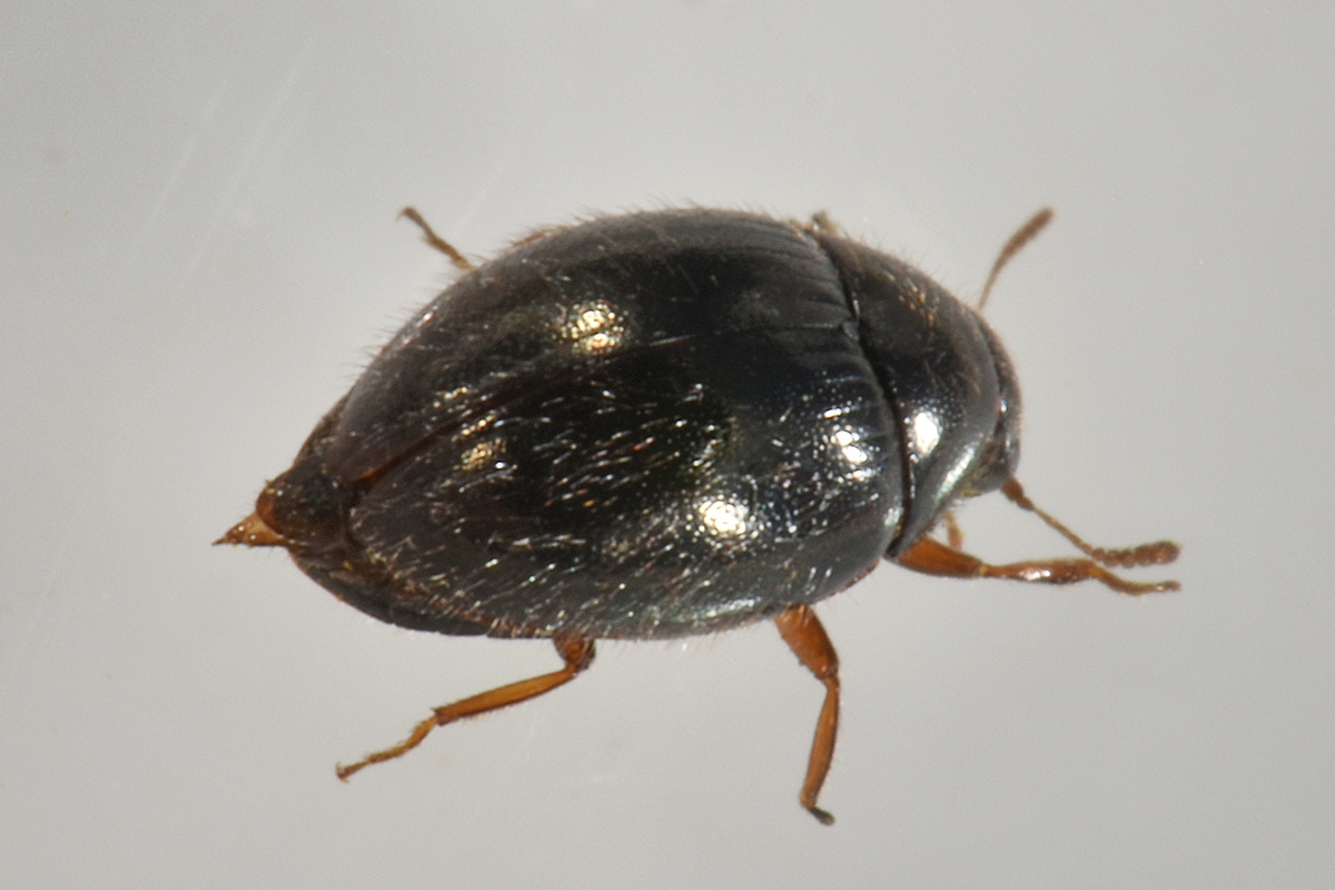 Byrrhidae: Simplocaria sp.?  S, Simplocaria semistriata